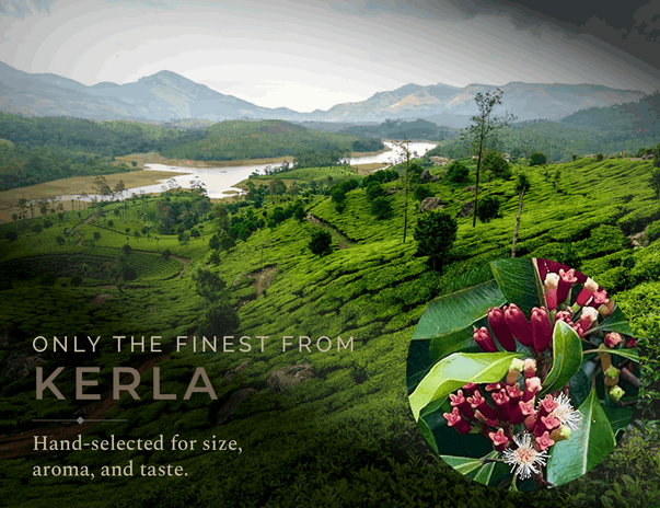 Indian Clove | The wellness spice