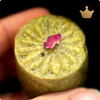 Pistachio